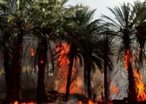 شعله های آتش، معیشت و اشتغال کشاورزان را خاکستر کرد/ مرگ غم انگیز ۱۰۵ نخل در دلگان