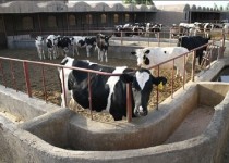 دامداران نصرت آباد گلایه مند از نبود پزشک هستند