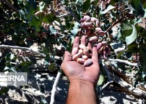 برداشت پسته در سیستان و بلوچستان از مرز ۱۱ هزار تن گذشت