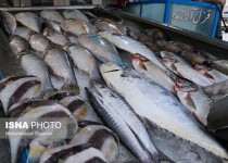 خودکفایی سیستان و بلوچستان در تولید و تامین محصولات شیلاتی