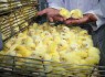 افزایش ۶۰ درصدی جوجه ریزی در واحدهای مرغداری سیستان و بلوچستان