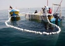 بندر صیادی کنارک جزء ۵۰ بندر کد دار صید تن ماهیان جهان