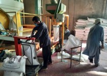 توزیع ۵ تن قارچ کش برای ضد عفونی کردن بذر گندم بین کشاورزان