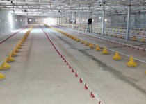 ساخت ۹ واحد مرغداری ۲۰ هزار قطعه ای در دشتیاری