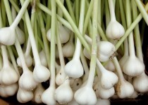 اختصاص ۴۰ هکتار از اراضی کشاورزی مهرستان به کشت سیر