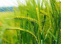 کشاورزان بمپور امسال ۳۵۰۰ هکتار گندم کشت می‌کنند