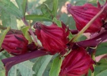 برداشت ۱۵ تن محصول چای ترش از اراضی کشاورزی لاشار