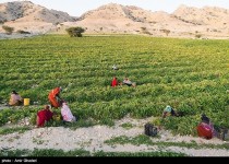 راه‌اندازی کانون‌های جوانان روستایی و عشایری در مراکز جهاد کشاورزی سیستان و بلوچستان