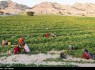 راه‌اندازی کانون‌های جوانان روستایی و عشایری در مراکز جهاد کشاورزی سیستان و بلوچستان