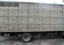 کشف بیش از یک تن مرغ گوشتی غیر مجاز در زاهدان