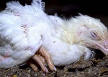 آنفلوانزا حاد پرندگان چگونه است و راه‌های مبازه با آن چیست؟/ افسردگی و بی حالی علائم بیماری آنفلوانزا در طیور