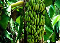 ۱۶۲ هزار تن موز در سیستان و بلوچستان برداشت شد