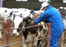 فضای کوچک آغل‌ها و نبود تهویه می‌تواند باعث تجمع گاز آمونیاک شود