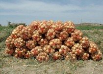 پیاز قصد کوتاه آمدن ندارد؟