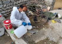 ۹۷ هزار قطعه طیور بومی علیه بیماری نیوکاسل ایمن‌سازی شدند