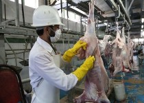 بازدید بالغ بر ۹ هزار مورد از مراکز تولید و عرضه محصولات خام دامی در سطح سیستان و بلوچستان