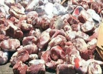 کشف ۶۰۶ کیلوگرم گوشت قرمز فاسد در زاهدان