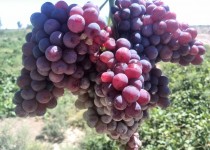 برداشت زودرس‌ترین انگور کشور در سیستان و بلوچستان آغاز شد‎ ‎