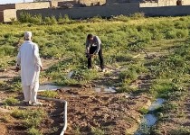 باید در سیستان امید بکارید تا ایستادگی درو کنید