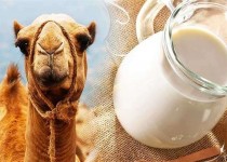 شیرخشک شترهای سیستان و بلوچستان راهی بازار مصرف چین و امارت شد