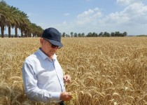 رکورد بی‌سابقه خرید ۶۲ هزار تن گندم در سیستان و بلوچستان‎ ‎