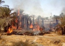 جدال نا‌برابر آتش با زمین‌های کشاورزی سرباز