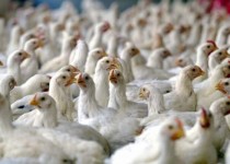 ‏ مردم از نابسامانی و نوسان قیمت در بازار مرغ گلایه دارند