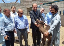 تأمین ۵۰ درصد گوشت مورد نیاز کشور از سیستان و بلوچستان