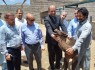 تأمین ۵۰ درصد گوشت مورد نیاز کشور از سیستان و بلوچستان
