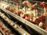 تلاشی جهادی در خودکفایی سیستان و بلوچستان در تولید گوشت مرغ