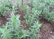 پرورش گل‌وگیاه پیشه اسکناس‌ساز در سیستان و بلوچستان است