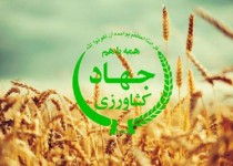 کشاورزی قراردادی محوری‌ترین کار جهاد کشاورزی