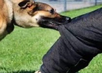 ویروسی که درمان ندارد