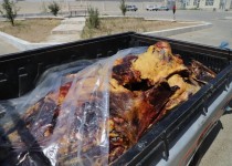 معدوم‌سازی یک لاشه گاو در زاهدان