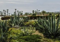 گیاهان مناسب اقلیم گرم و خشک را بشناسیم