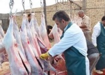 نظارت بهداشتی بیش از ۲۷ هزار رأس لاشه و دام زنده قربانی در سیستان و بلوچستان انجام شد