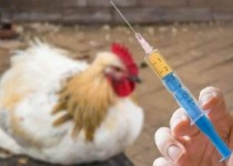 سایه خطرناک‌ترین بیماری ویروسی بر سر پرندگان سیستان و بلوچستان