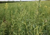 کشت دانه روغنی کنجد در اراضی کشاورزی سیستان و بلوچستان آغاز شد