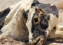 درماندگی شهروندان شهرک گاوداران از بوی تعفن ضایعات دامی