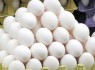 ۱۳۴۹‏‎ ‎تن تخم مرغ در سیستان و بلوچستان تولید شد