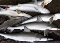 کشف محموله کوسه ماهیان قاچاق در سیستان و بلوچستان‌