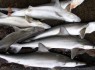 کشف محموله کوسه ماهیان قاچاق در سیستان و بلوچستان‌
