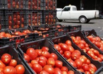 افزایش قیمت گوجه‌فرنگی در زاهدان ترمز کشید
