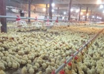 رکورد جوجه‌ریزی در سیستان وبلوچستان از مرز ۱۷ میلیون قطعه گذشت