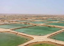 سال بدون بیماری در مزارع پرورش میگو سیستان و بلوچستان