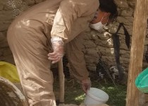 واکسیناسیون قریب به ۹۰۰ هزار قطعه طیور بومی علیه بیماری نیوکاسل