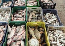 صادرات بیش از ۴ هزار تن فرآورده‌های آبزیان از استان سیستان و بلوچستان