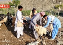 خدمت‌رسانی به دامداران مناطق محروم  سیستان و بلوچستان