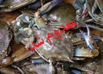 معدوم‌سازی ۲۵۰ کیلوگرم خرچنگ و سایر آبزیان حرام‌گوشت در زاهدان