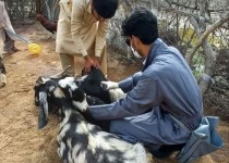 خدمات رایگان با جهاد دامپزشکی در مناطق سیل‌زده تداوم دارد